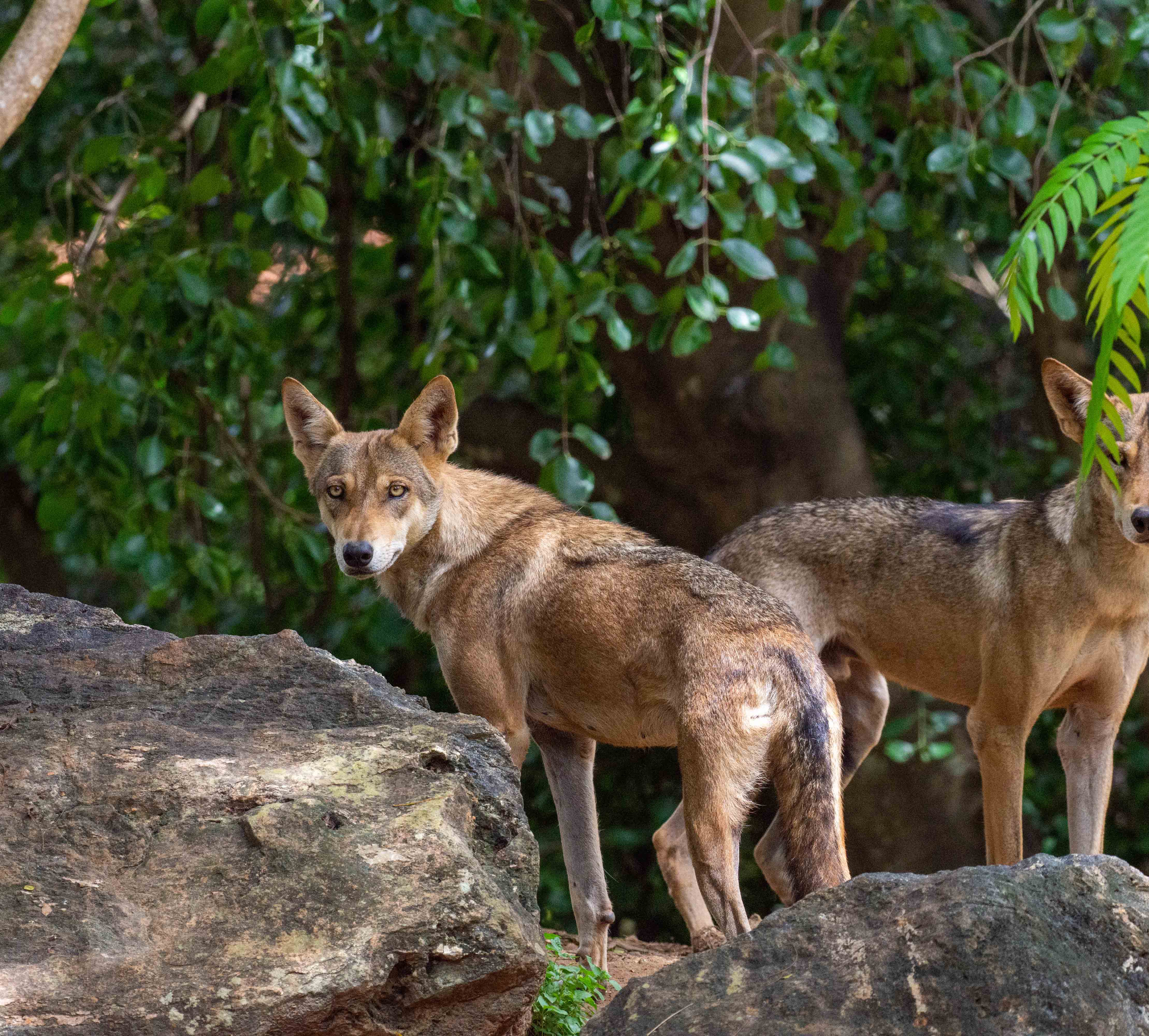 Indian Grey wolf